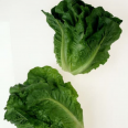 Yedikule Marul / Baby Lettuce