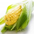 Taze Mısır / Corn