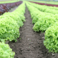 Kıvırcık / Lettuce