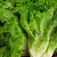 Kıvırcık / Lettuce