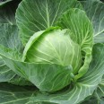 Beyaz Lahana / Cabbage