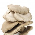 Kayın Mantar 200 gr paket / Oyster Mushrooms