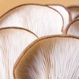 Kayın Mantar 200 gr paket / Oyster Mushrooms