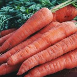 Havuç / Carrots