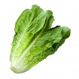 Marul / Lettuce Long