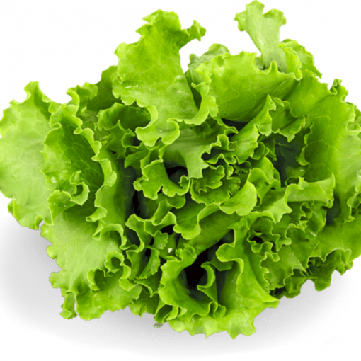 Kıvırcık / Lettuce