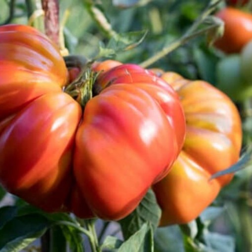 Pembe Domates / Pink Tomatoes