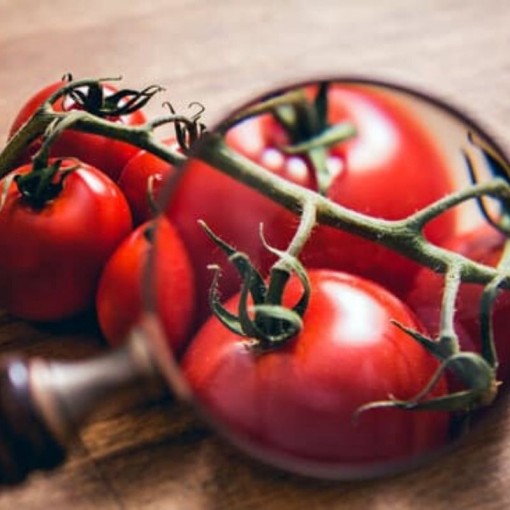 Salkım Domates / Tomatoes native