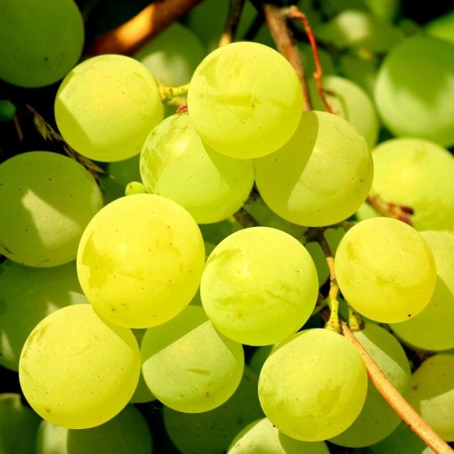 Üzüm Çeşitleri / Grapes