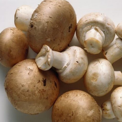 Kestane Mantar 350 gr paket / Cremini Mushrooms