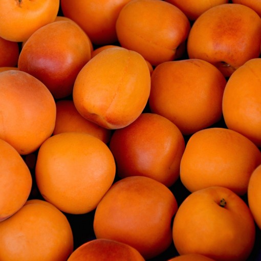 Kayısı Malatya /Apricot