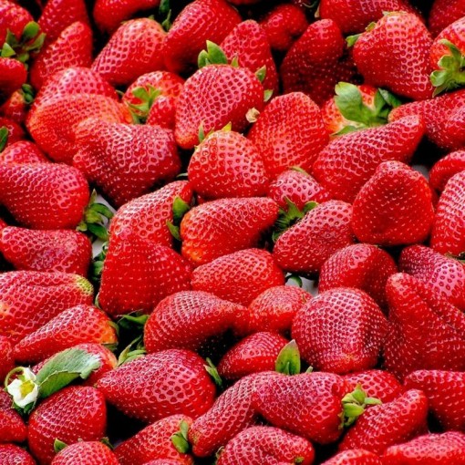 Çilek / Strawberry