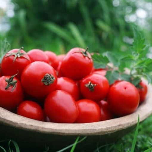 Plum Çeri Domates / Plum Cherry Tomatoes