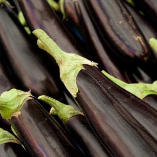 Patlıcan / Eggplants