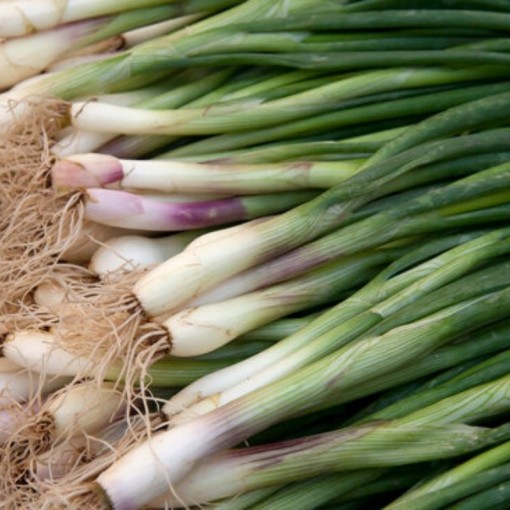 Taze Soğan / Greenonion